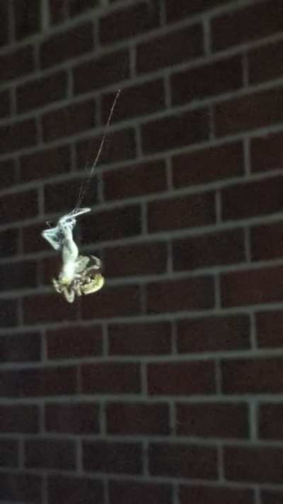 Gave this ladybro a grasshopper and filmed her wrapping it