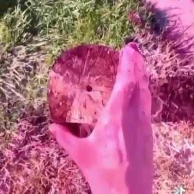 Mais um vídeo top pra confundir o luba 😘