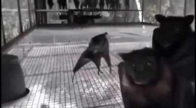 Filming bats upside down looks like a Goth nightclub