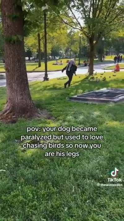 paralyzed dog still gets to chase birds thanks to their kind owner :]