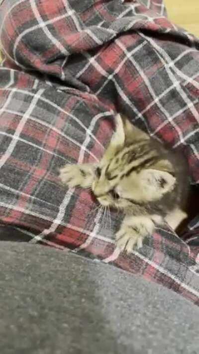 Vicious hit and run by dangerous criminal