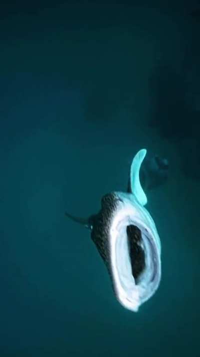 Whale sharks gulping down a cloud of small shrimp, with a squadron of manta rays looming below 