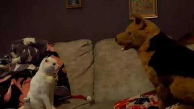 At least I know my 18 year old boy would be willing to defend himself against a German Shepherd