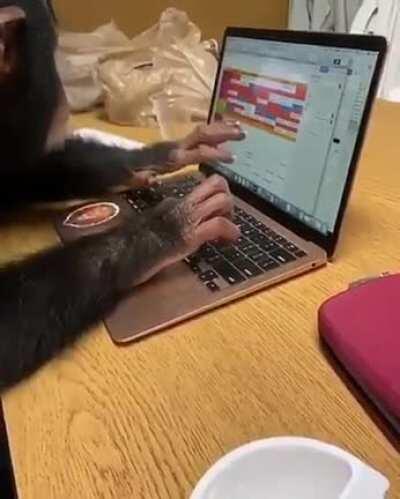 Monke first day of work