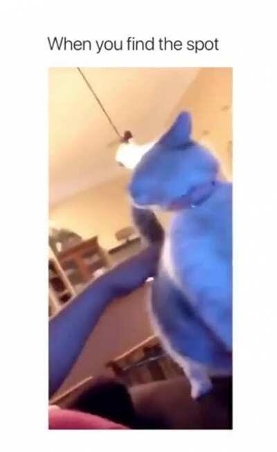 Cat.exe has malfunctioned