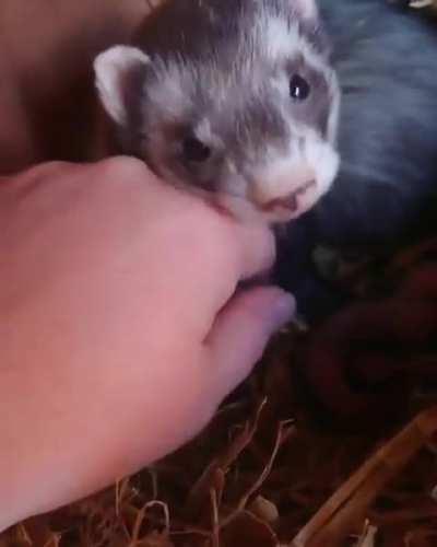 Mama Ferret Proudly Introduces Her Babies to a Human Friend