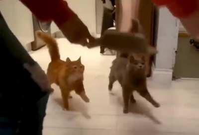 Cat walk