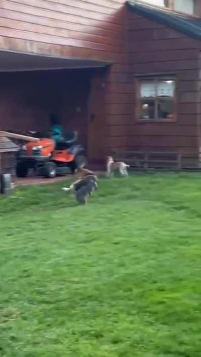 What kind of cat is this?