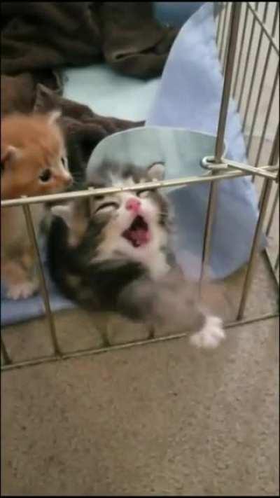 Волки позорные! Выпустите!