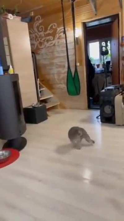 Cat.exe has stopped working