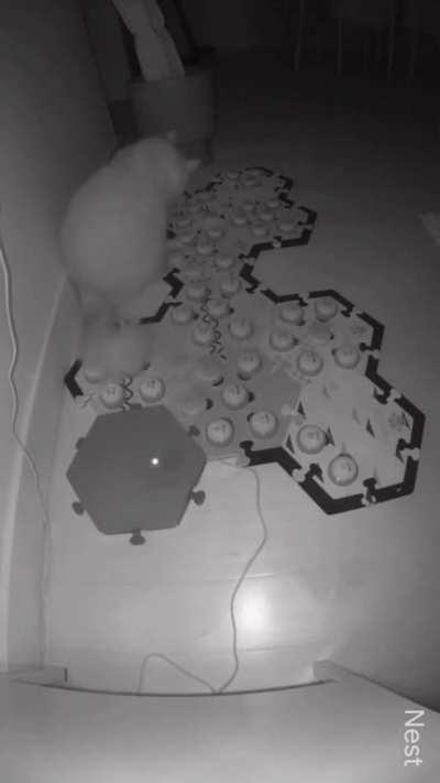 cat possibly warns about 