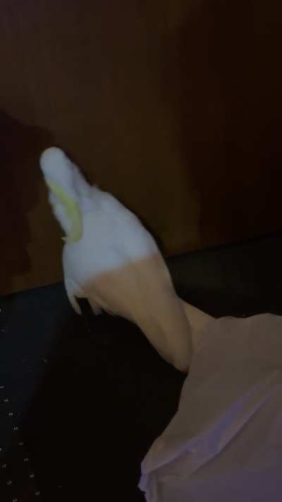 Anyone have an idea why he does this cute dance?