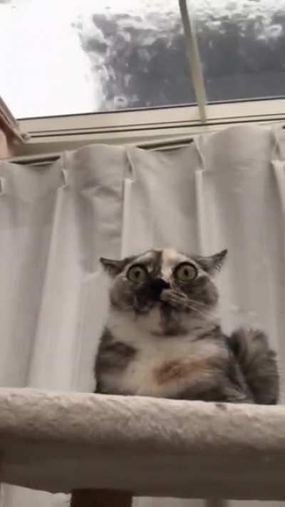 wAtER toRtuRING a caT unTiL heR HeaRTH stOps