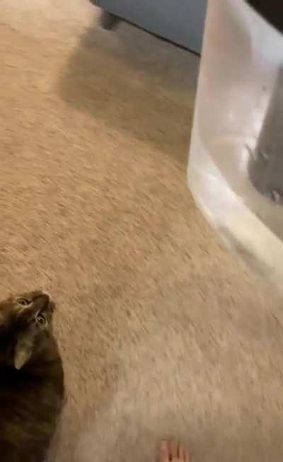 She yells at me until I give her fresh cold fridge water