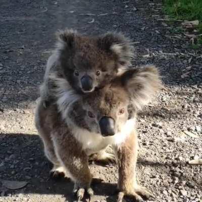 G'day from Blanket Bay, Victoria (koala mum and bub)