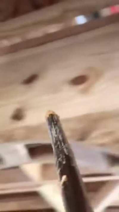 SLPT: Wasp or hornet problem? No need to remove them, just cover the nest in expanding foam.