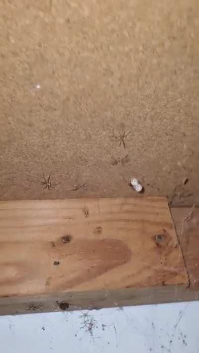 No ID needed here. Several fine examples of what a Brown Recluse looks like! All shapes and sizes.