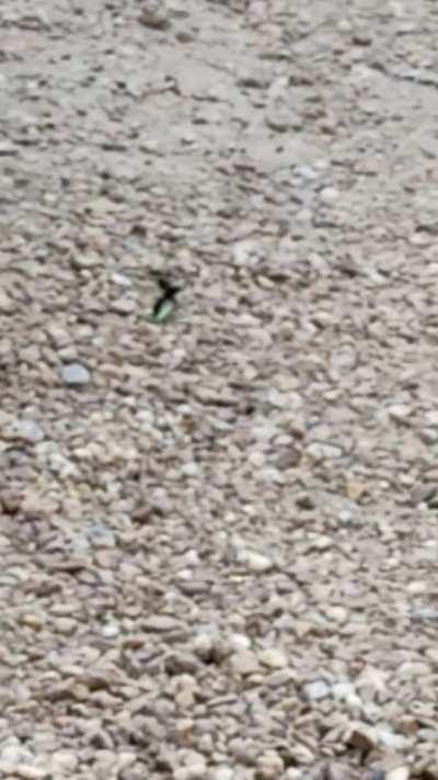 Wasp carrying giant rock, to get killed by a bird