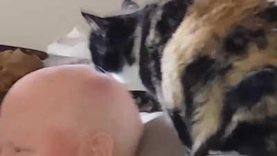 Licking her way to his brain.