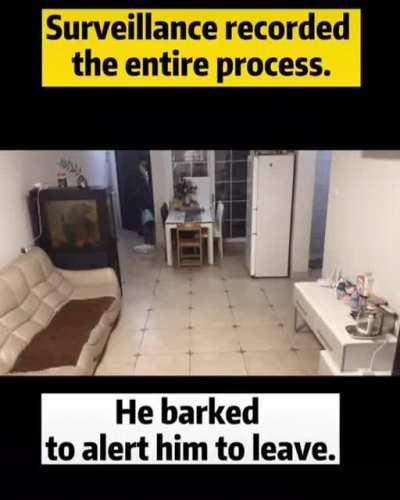 This dog is hella awesome!