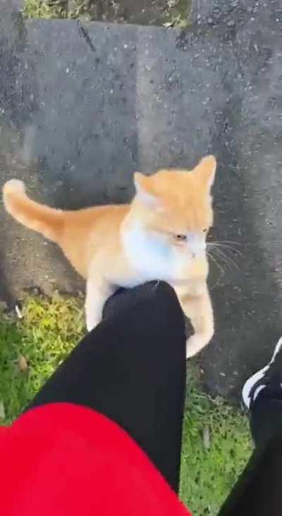 Chonker with a temper