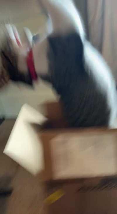 Young gate keeper of cat dimension.