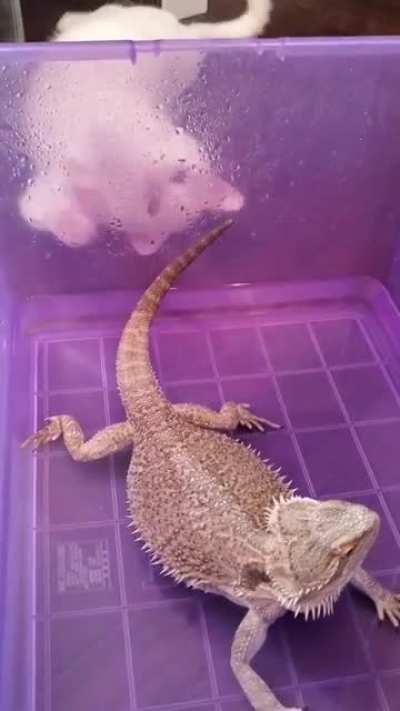 He's not very bright..