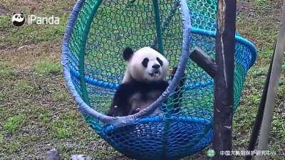 A panda a day keeps the sorrow away