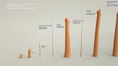 Animal Penises Size Comparison