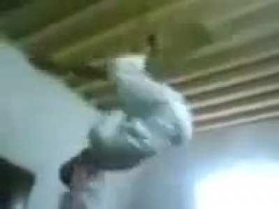 Halal Arab Spider-Man