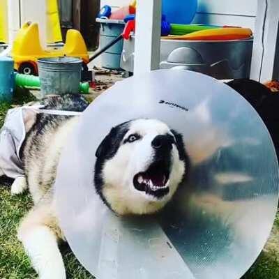 My neighbor's Husky has been too vocal after surgery recovery, neighbors call the cops -- owner sends apology letter (in comments)