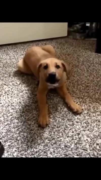 Who gave him the n word pass tho?