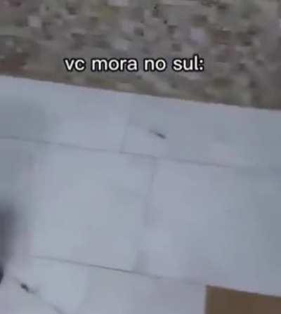 As tias da live de ontem