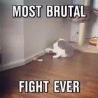 I never seen this brutal fight in my life