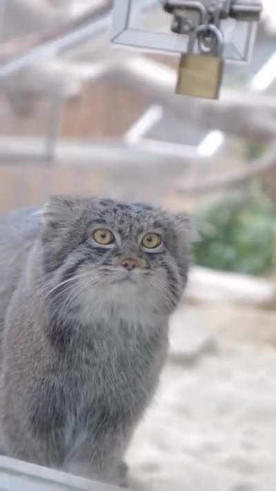 Nar so cute, I want to squish him