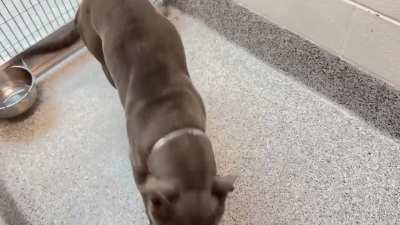 🆘 3/21 Urgent Now‼️ 🤎 Meet handsome JACK BURTON A651323! He’s a sweet & friendly 4 y/o pittie who came very scared, but doing better. He is hopeful someone sees him & gives him a loving forever home where he can feel safe. 612 Canino Rd. Houston, 