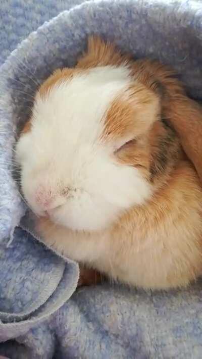 My bun was sleeping and must have been dreaming about snacks <3 Her face was twitching for almost 10 min before she woke up lol