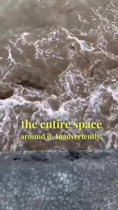 Pakistani dads ❤️