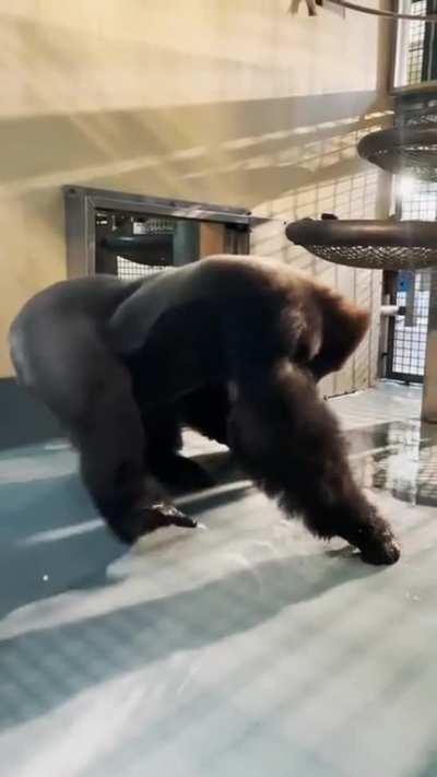 Kong loves breakdancing.