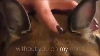 Nomas publicare puro floppa