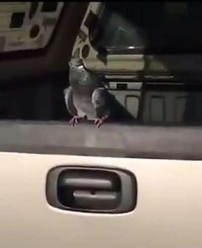 The pigeon was too stunned to move