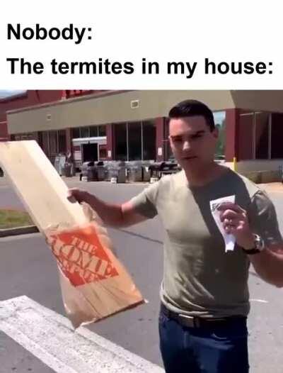 Bugs don´t care about your ceilings