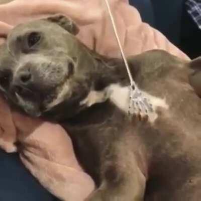 The life of a scratcher