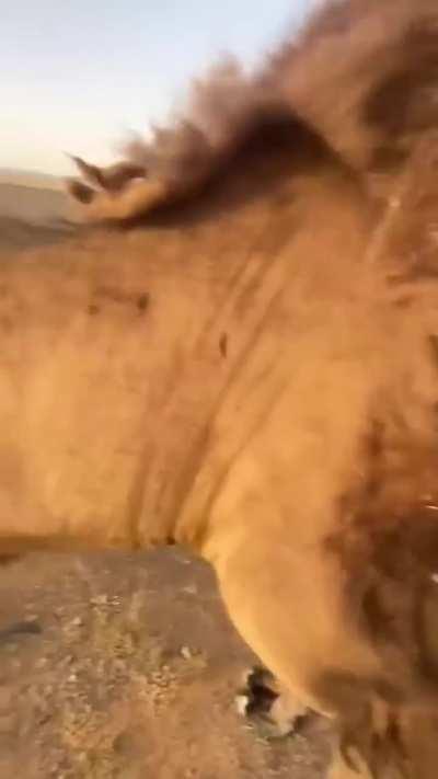 Bactrian camel shedding its thick coat