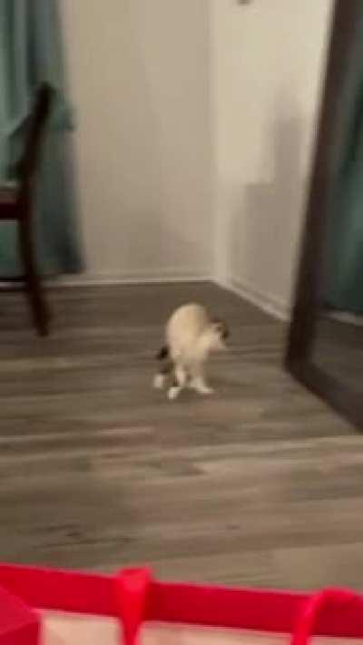 I must attack this strange creature