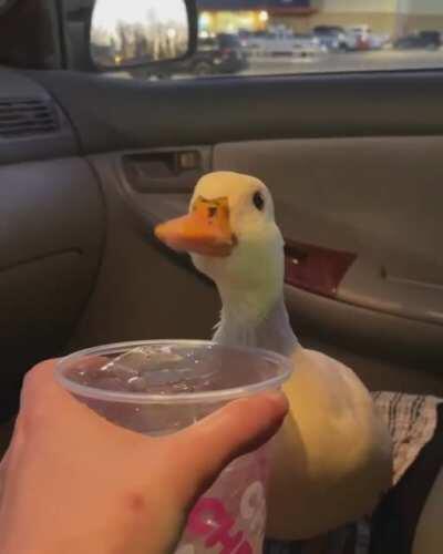 give me ice water right now