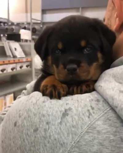 I go everywhere with papa...,