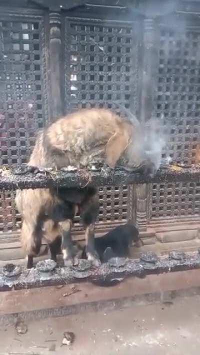 Ду.. Ду хаст... Ду хаст мих...