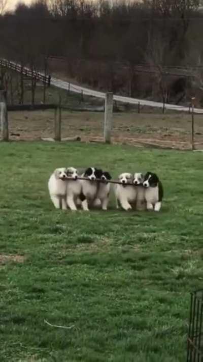 Best friends stick together