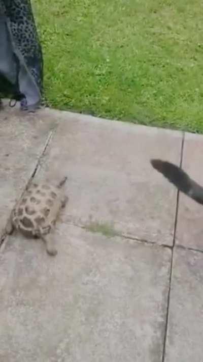 My turtle people need me